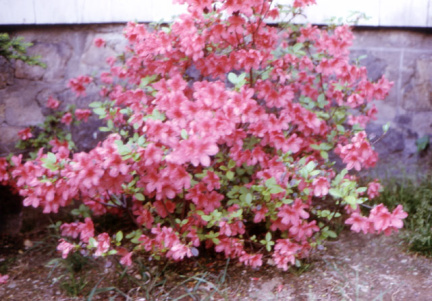 garden00